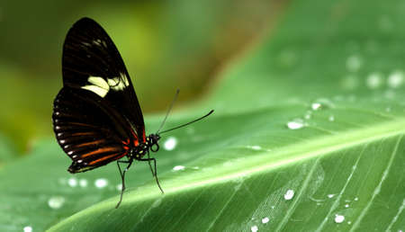 butterfly on leafの写真素材