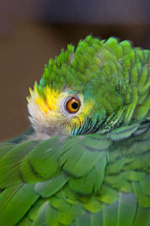 Canary Green trying to sleepの写真素材