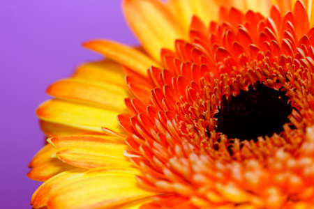 close up of yellow gerbera with purple backgroundの写真素材