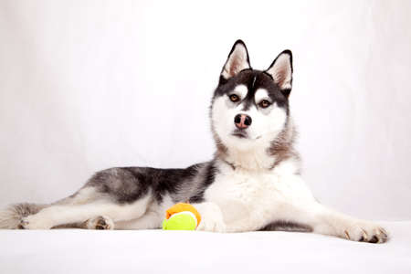 Siberian Husky with ballの写真素材