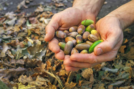 a handful of acorns in the hands ofの写真素材