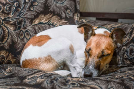 fox terrier dog sleeping on the couchの写真素材