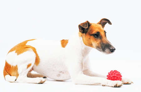 Fox Terrier is a dog pedigree with a red ball on a white backgroundの写真素材