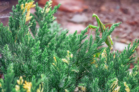 Great big mantis, insect on a plantの写真素材