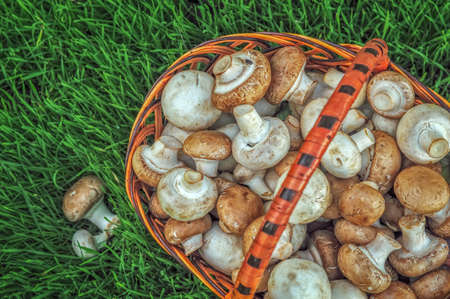 Mushrooms in a basket on a green gladeの写真素材