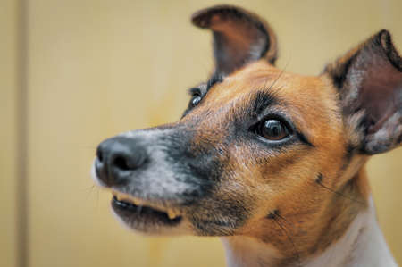 Purebred fox terrier dog close up