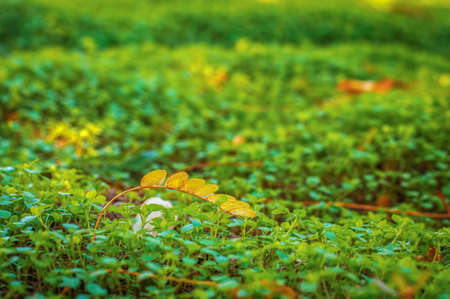 Yellow autumn leaf on the green grassの写真素材