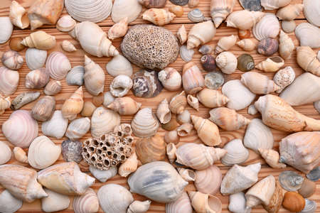 Sea Snail Holidays Beach Travels