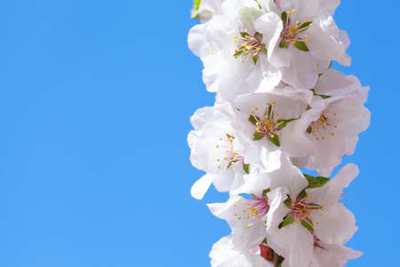 Blooming sacura or cherry tree over blue sky