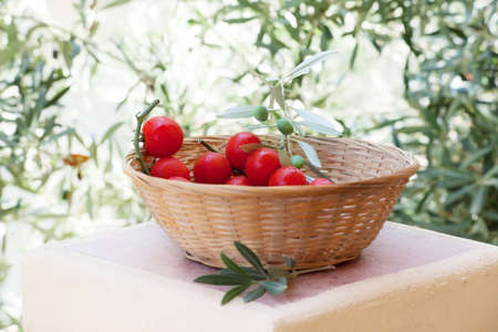 Basket of red tomatoes with olive tree branch on backgroundの写真素材