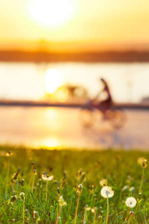Blurry picture of person riding a bike with main focus on green field of dandelionsの写真素材