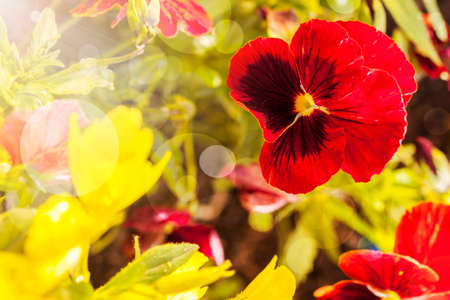 Cupid's-delight flower closeup in flower gardenの写真素材