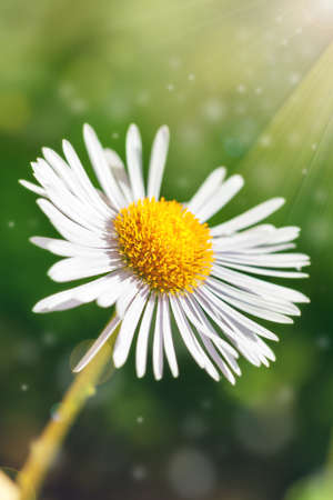 Single daisy flower with sun rays on green bokeh backgroundの写真素材