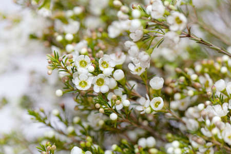 White Wax flower in natural blured backgroundの写真素材