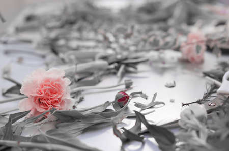 Cut rose single flower in black and white backgroundの写真素材