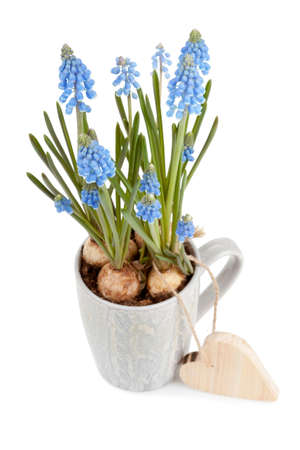 Muscari neglectum with wooden heart shape Valentine isolated on white background