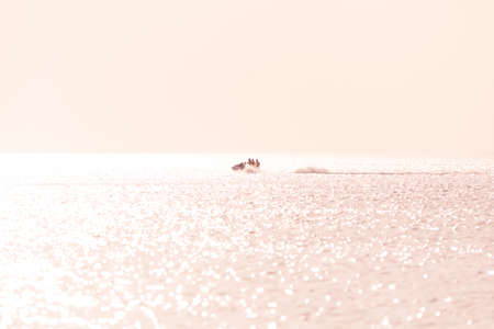 Silhouette of people on jet-ski against the sunset at seaの写真素材