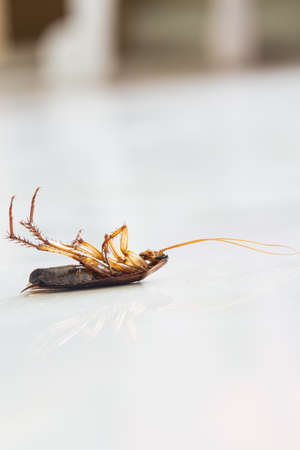 Dead roach on floorの写真素材