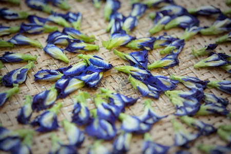 Sun dried butterfly pea flowers to make tea