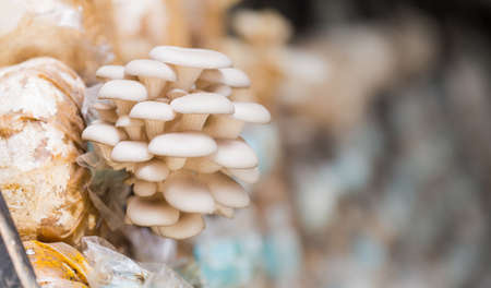 cultivation on straw. Growing Mushrooms at Home. Close up, selective focus.の写真素材