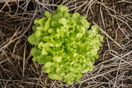 young lettuce grow in the garden field