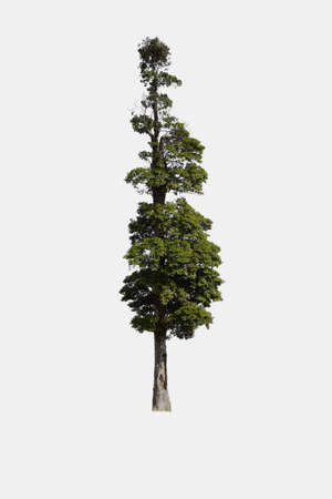 Yang tree,Gurjan,garjan,on white background,from tropical.の写真素材
