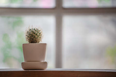 Cactus on a table near windowの写真素材