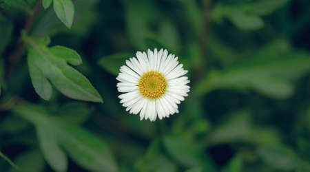 beautiful wild flower in a forest, nature background
