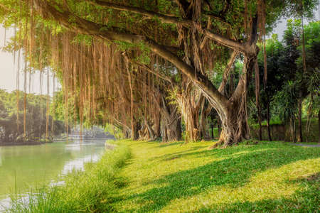 

Public park in the city center in Bangkokの写真素材