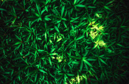 green leaves Flat lay. Nature conceptの写真素材