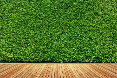 Old wood or flooring and plant in garden decorativeの写真素材