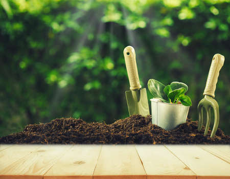 Old wood or flooring and plant in garden. Planting a small plant on a pile of soil with Gardening tools  on green bokeh background.の写真素材