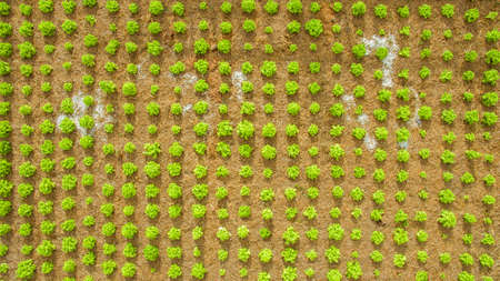Top view aerial photo from flying drone of  Planting vegetable gardenの写真素材