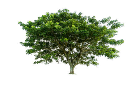 Tree isolated on white background high resolution for graphic decorationの写真素材