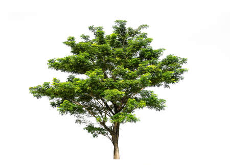 Tree isolated on white background high resolution for graphic decoration