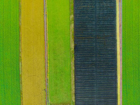 Aerial top view photo from flying drone of a land with sown green fieldsの写真素材