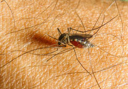 Aedes aegypti . Close up a Mosquito sucking human blood.の写真素材