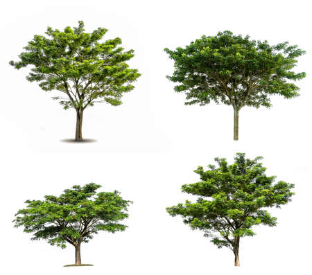 collection of various Tree isolated on white background high resolution for graphic decorationの写真素材