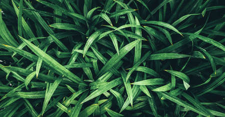 Tropical green leaves, faded dark green filter effect. For background.の写真素材