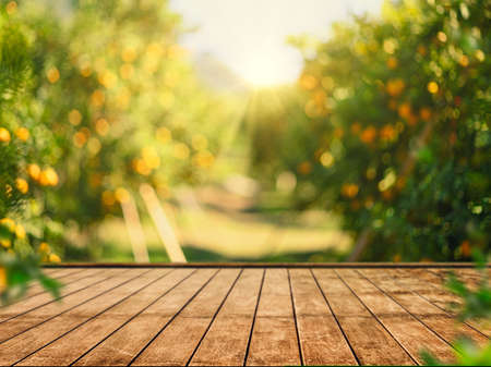 Empty wood table with free space over orange trees, orange field background. For product display montageの写真素材