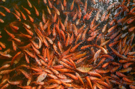 Red tilapia fish farming, Tubtim fish economic importance of fish farmingの写真素材