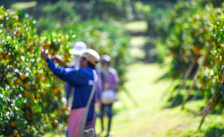 Blurred image Farmer harvesting oranges in an orange tree fieldの写真素材