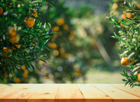 Empty wood table with free space over orange trees, orange field background. For product display montageの写真素材