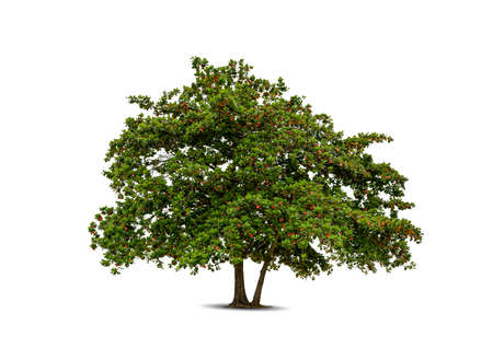 Tree isolated on white background high resolution for graphic decorationの写真素材