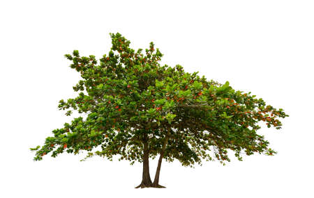 Tree isolated on white background high resolution for graphic decorationの写真素材