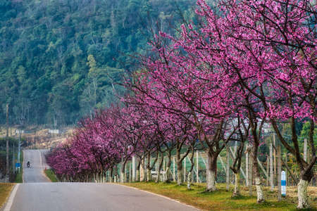 Sakura or cherry blossom on road at Chiang Mai Thailandの写真素材