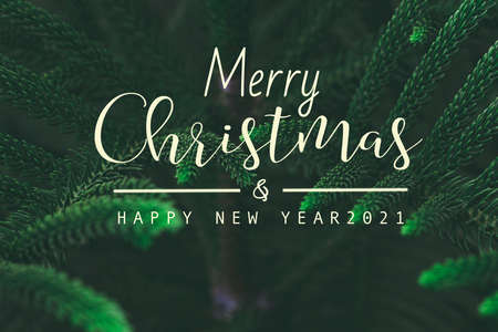 merry christmas and happy new year  text on Fir tree branch  ,Great for christmas cardsの写真素材