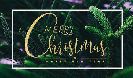 merry christmas and happy new year  text on Fir tree branch  ,Great for christmas cardsの写真素材