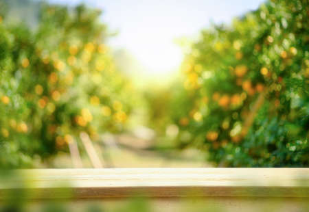 Empty wood table with free space over orange trees, orange field background. For product display...
