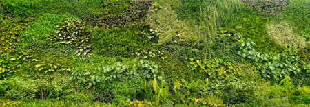 natural green wallpaper and background. nature wall.の写真素材